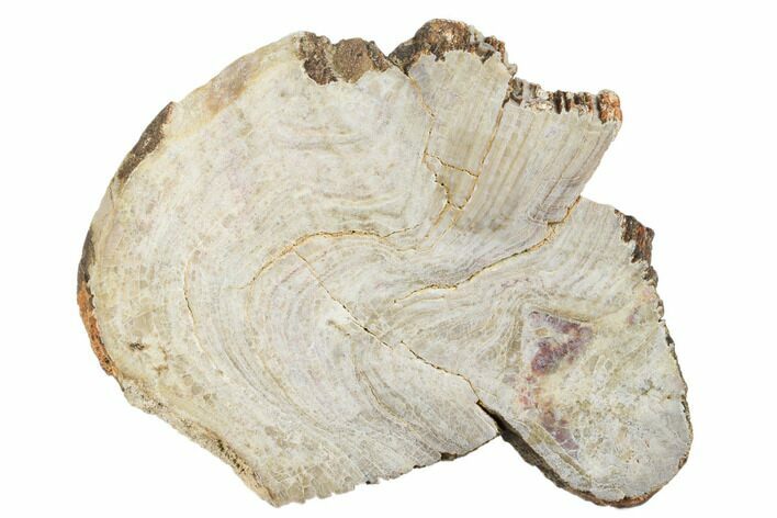 Polished Neoarchean Stromatolite Fossil - Western Australia #180041